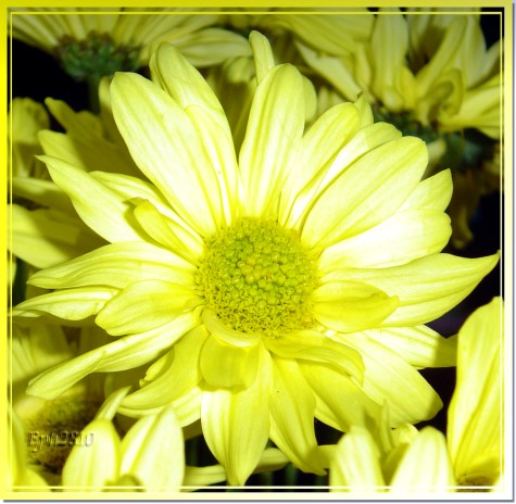 Yellow Daisy