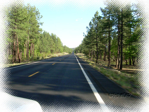 Row of Trees