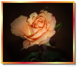 Single Orange Rose