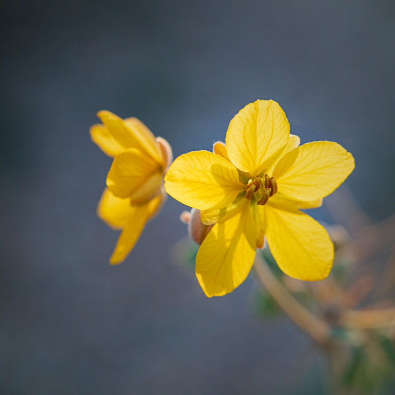 A flower trusting to bloom